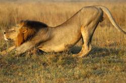  -《狮子王(wáng)》中(zhōng)的語(yǔ)言密码